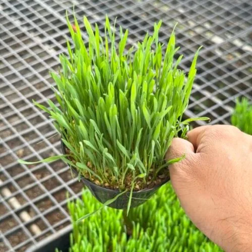 7 ข้าวสาลี ต้นไม้ทานได้ที่สัตว์ชื่นชอบ