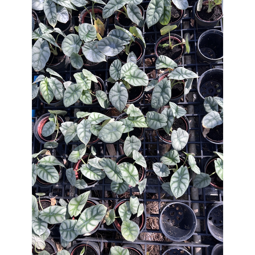 ต้นอโลคาเซีย หนังช้าง ซิลเวอร์ดราก้อน alocasia silver dragon มาในกระถางพร้อมตั้ง 4 นิ้ว - View 2
