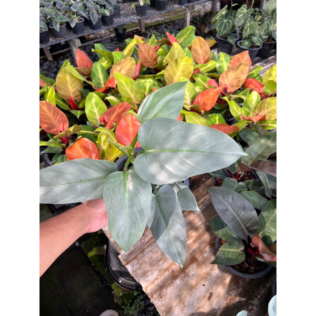 ฟิโล ดาบเงิน philidendron silver sword กระถาง 8 นิ้ว - มุมมองที่ 3