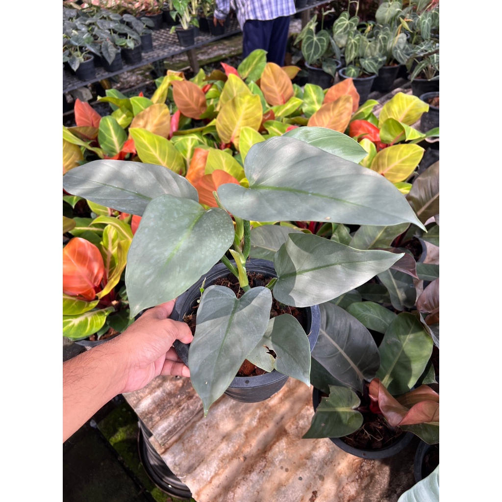 ฟิโล ดาบเงิน philidendron silver sword กระถาง 8 นิ้ว - มุมมองที่ 4