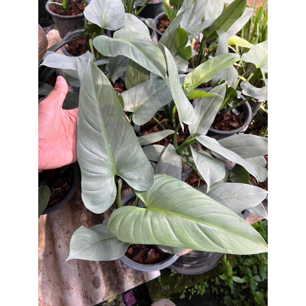 ฟิโล ดาบเงิน philidendron silver sword กระถาง 8 นิ้ว - มุมมองที่ 2