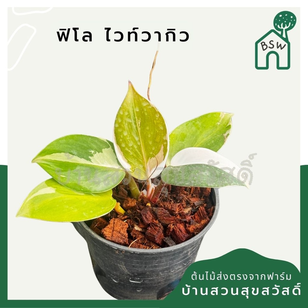 Philodendron White Wizard Marble ฟิโลพ่อมดขาว ฟิโลเดนดรอนไวท์วิสาด ส่งพร้อมกระถาง - มุมมองที่ 2