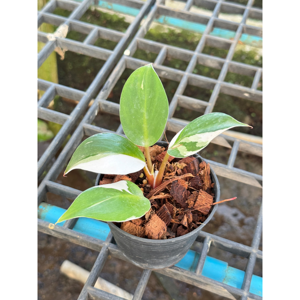 Philodendron White Wizard Marble ฟิโลพ่อมดขาว ฟิโลเดนดรอนไวท์วิสาด ส่งพร้อมกระถาง - มุมมองที่ 3