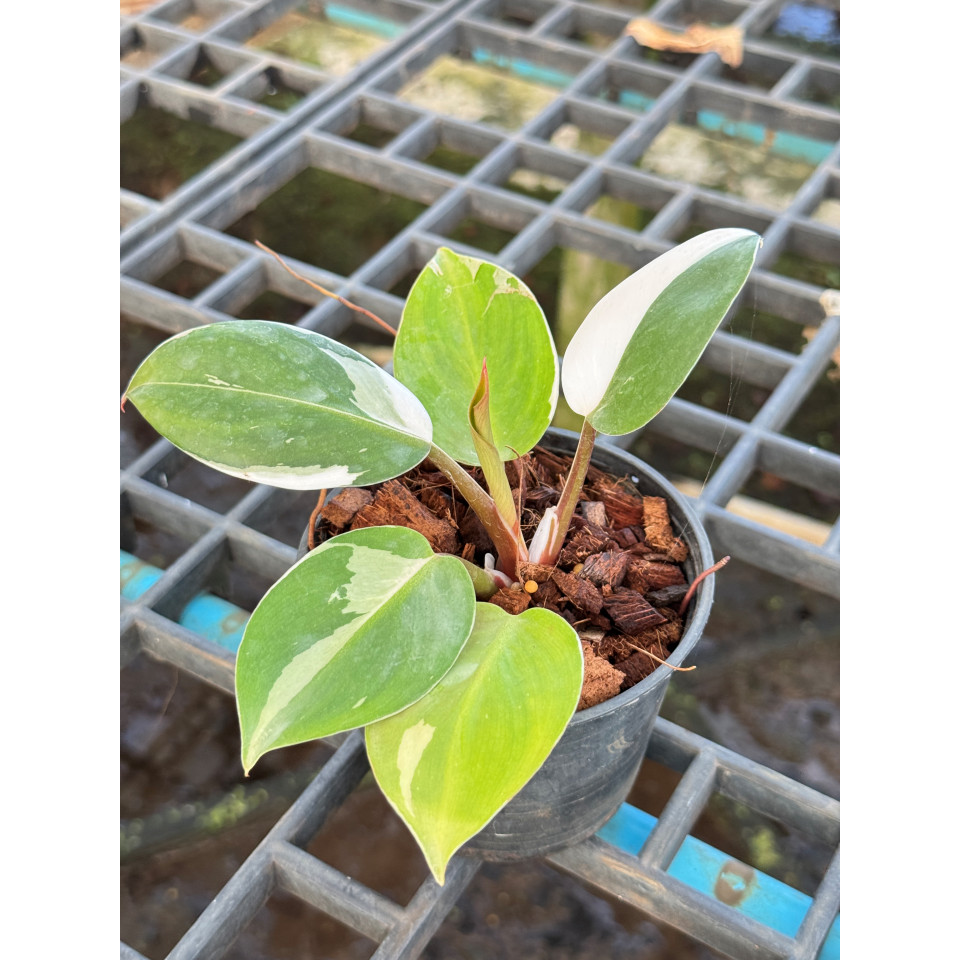 Philodendron White Wizard Marble ฟิโลพ่อมดขาว ฟิโลเดนดรอนไวท์วิสาด ส่งพร้อมกระถาง - มุมมองที่ 4