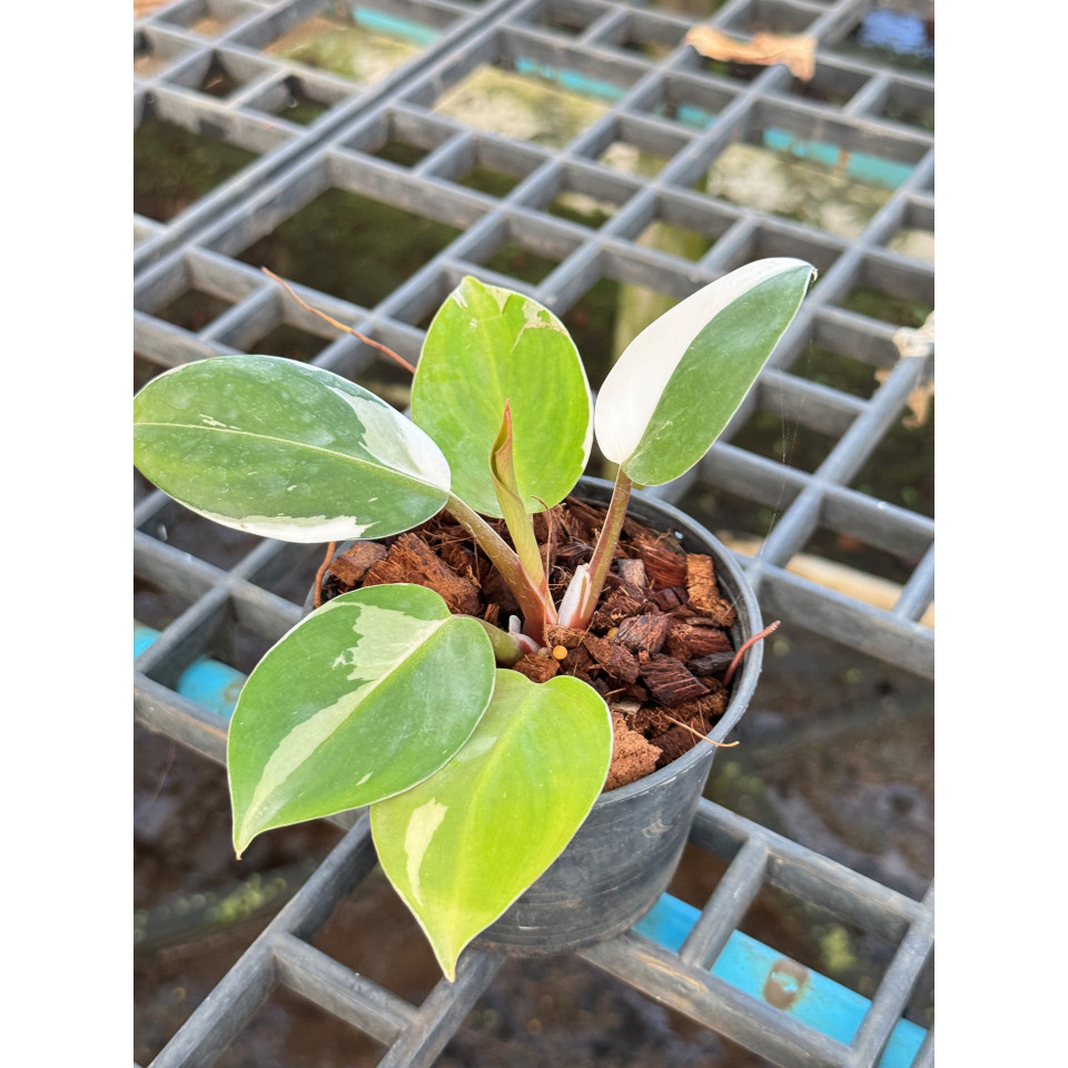Philodendron White Wizard Marble ฟิโลพ่อมดขาว ฟิโลเดนดรอนไวท์วิสาด ส่งพร้อมกระถาง - มุมมองที่ 5