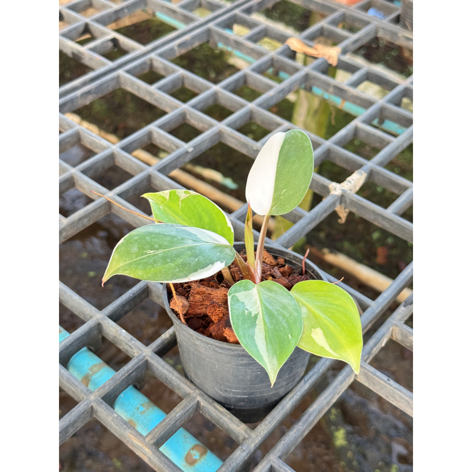 Philodendron White Wizard Marble ฟิโลพ่อมดขาว ฟิโลเดนดรอนไวท์วิสาด ส่งพร้อมกระถาง - มุมมองที่ 6
