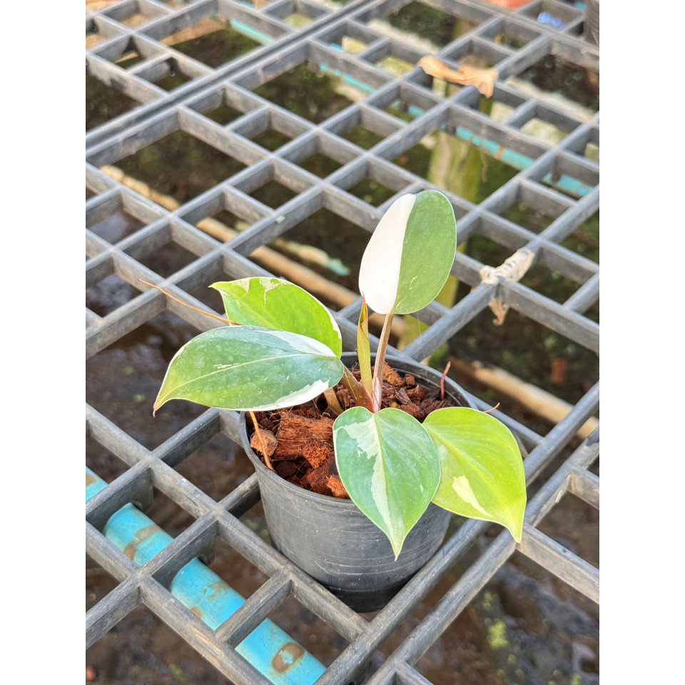 Philodendron White Wizard Marble ฟิโลพ่อมดขาว ฟิโลเดนดรอนไวท์วิสาด ส่งพร้อมกระถาง - มุมมองที่ 7