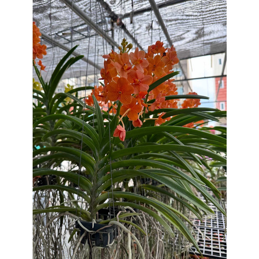 กล้วยไม้ - แอสโคเซ็นด้า ( Orchid Ascocenda ) - View 2