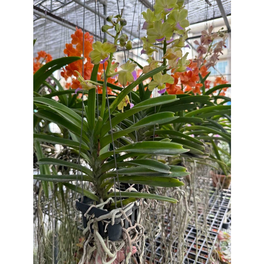 กล้วยไม้ - แอสโคเซ็นด้า ( Orchid Ascocenda ) - View 5