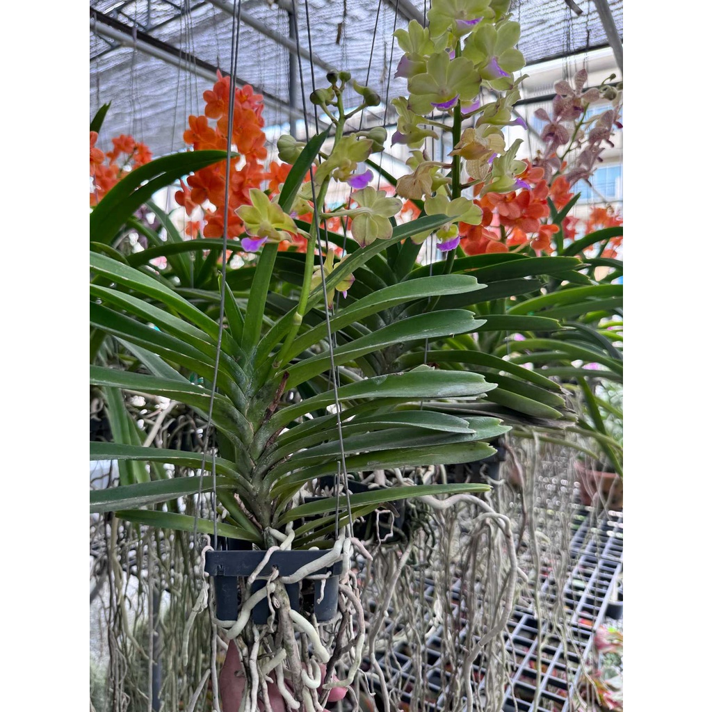กล้วยไม้ - แอสโคเซ็นด้า ( Orchid Ascocenda ) - View 7