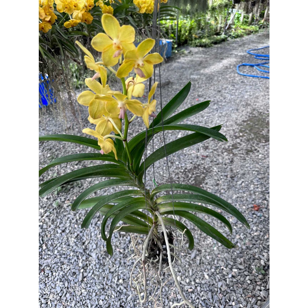 กล้วยไม้ - แอสโคเซ็นด้า ( Orchid Ascocenda ) - View 8