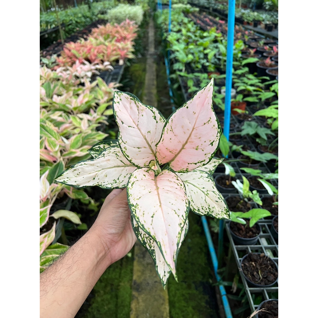 ต้นอัญมณีชมพู สีพลาสเทล หรือต้น Lucky pink - View 2