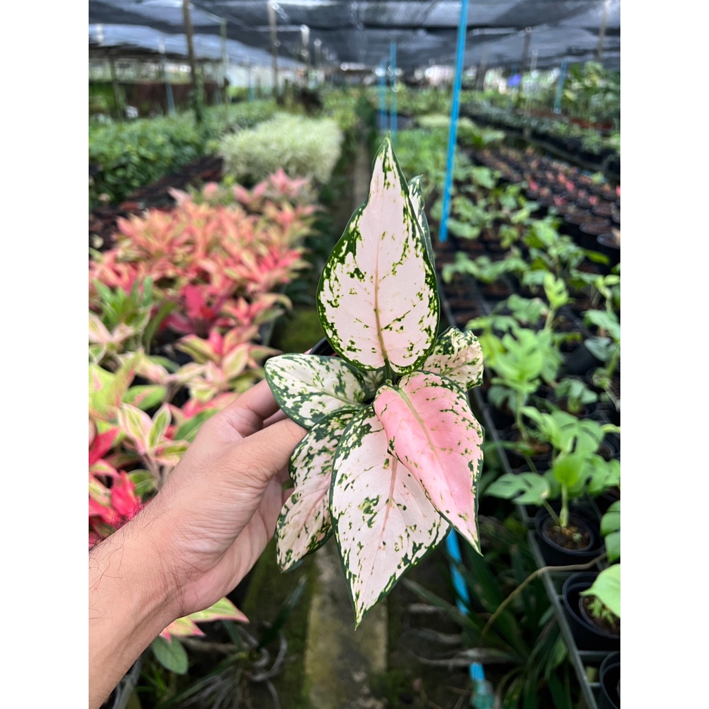 ต้นอัญมณีชมพู สีพลาสเทล หรือต้น Lucky pink - View 3