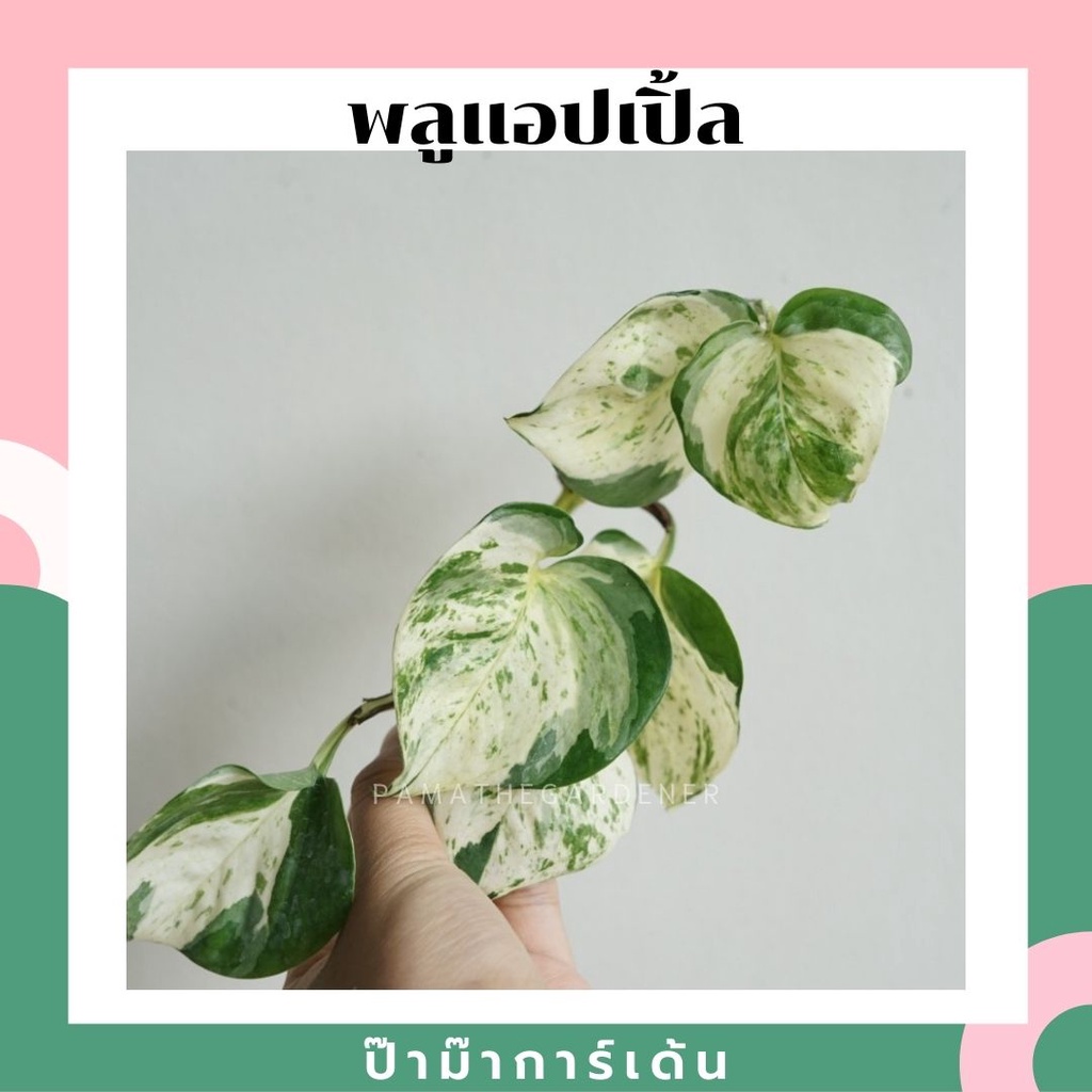 ต้นพลูแอปเปิ้ล จำนวน 1 กิ่ง สามารถนำไปเลี้ยงในน้ำได้ ต้นไม้ฟอกอากาศ