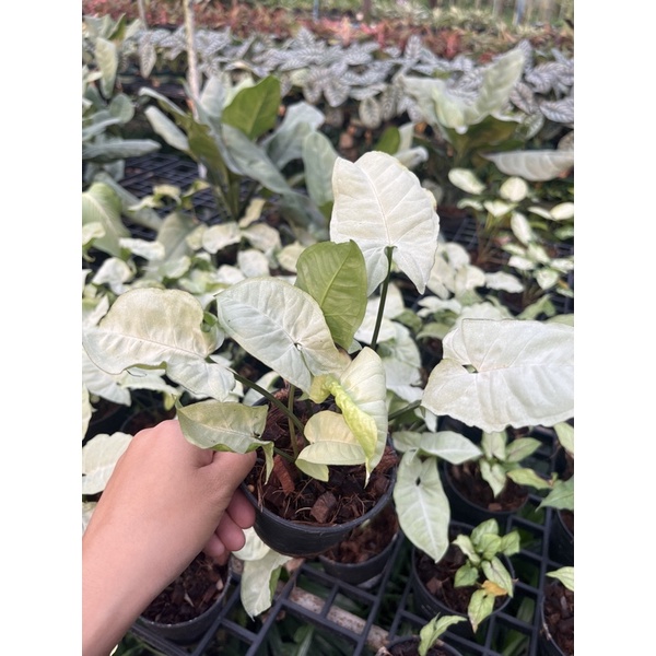 ออมเงิน กระถาง 4 นิ้ว – Chinese Money Plant