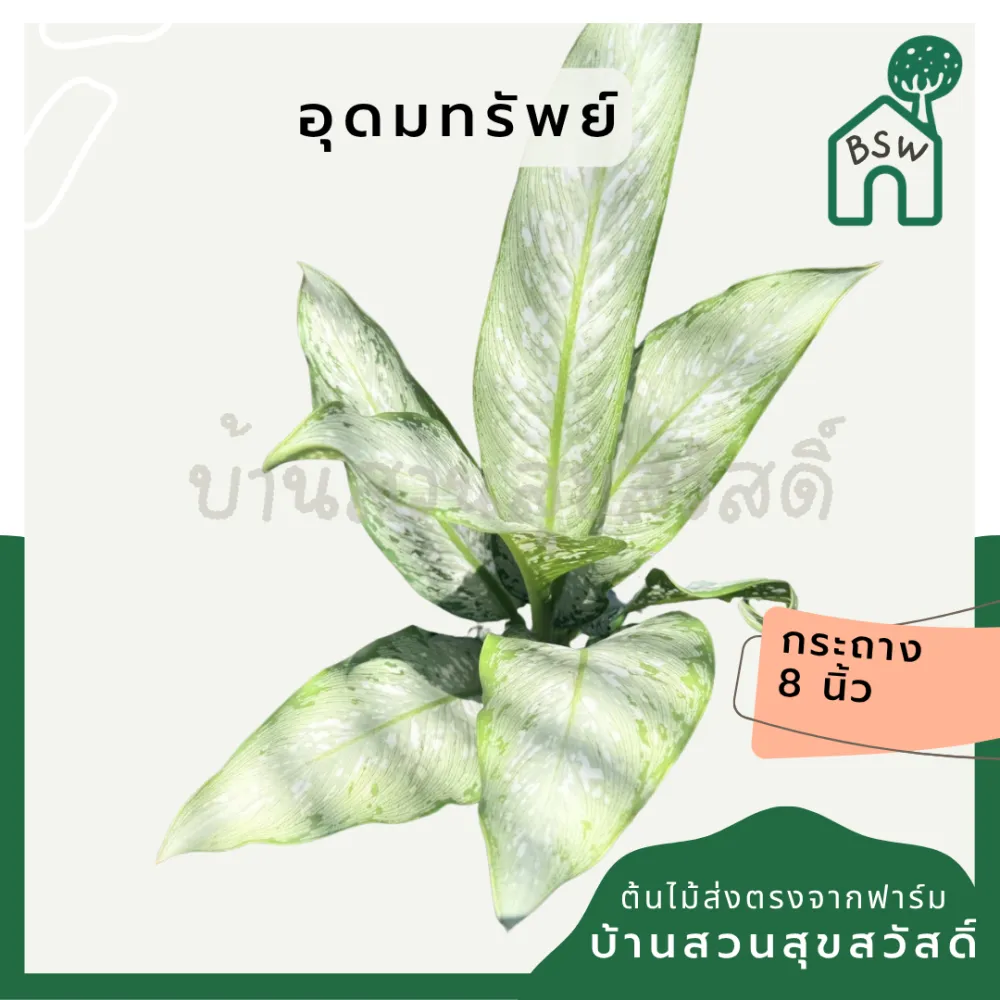 Aglaonema Udom Sap - 8" Pot (Approx. 50 cm Height) - View 5