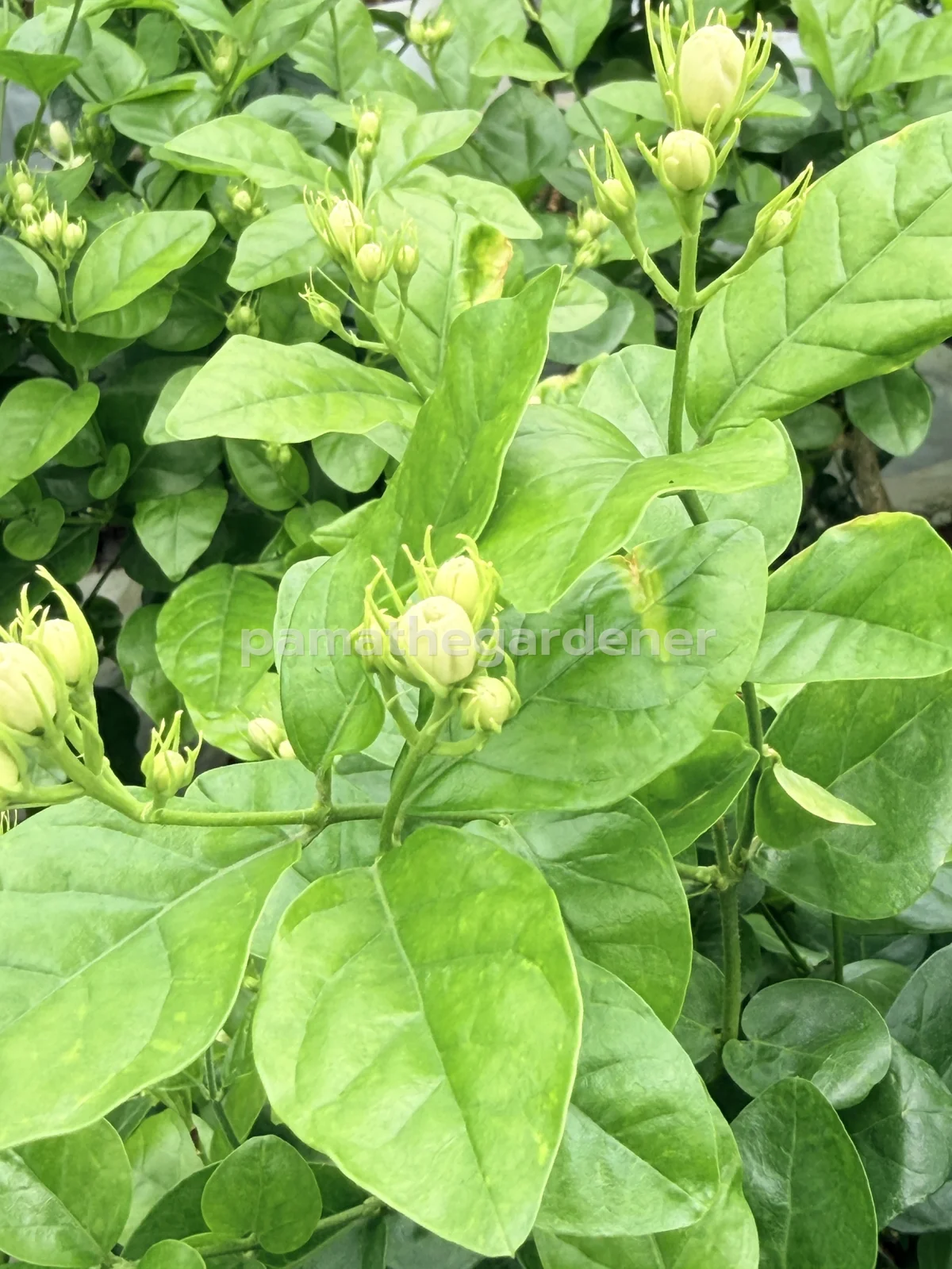 Chanthabun Jasmine (Nursery Bag)
