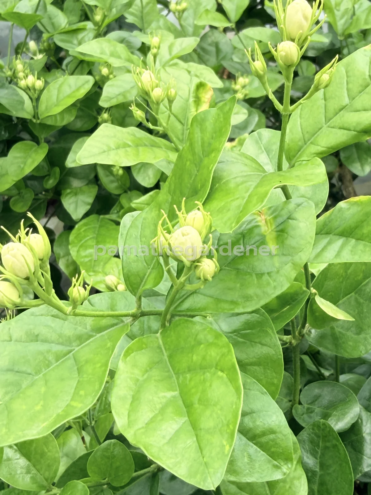 Chanthabun Jasmine (Nursery Bag) - View 2