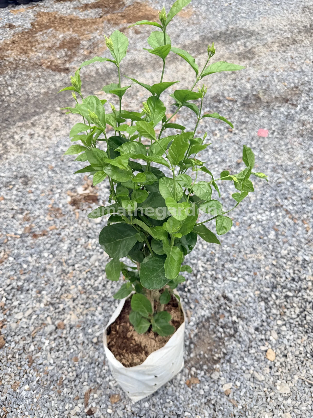 Chanthabun Jasmine (Nursery Bag) - View 3