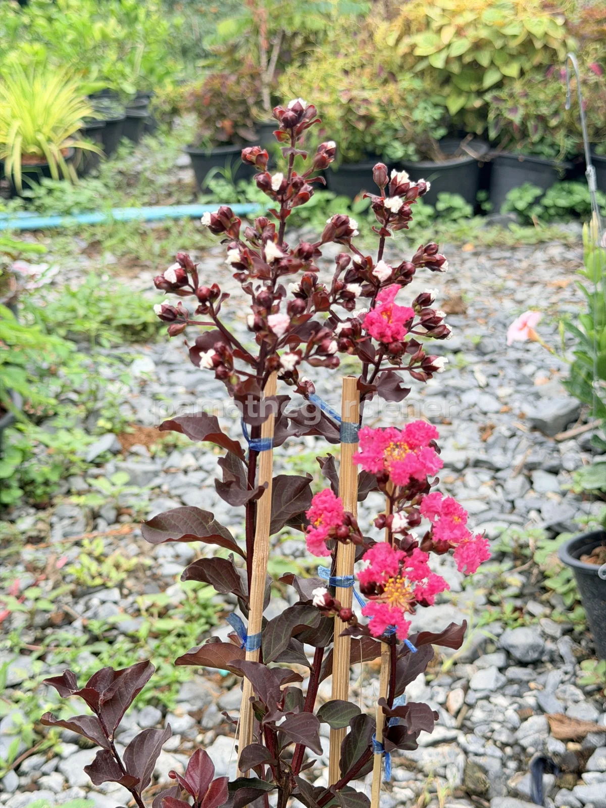 Crape Myrtle (8")