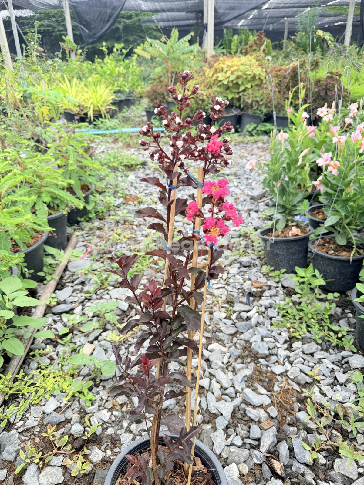 Crape Myrtle (8") - View 2