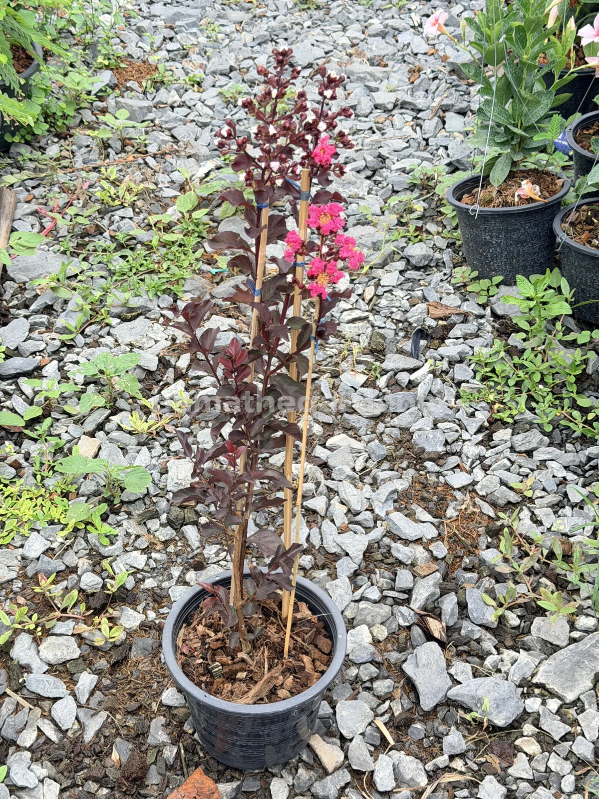 Crape Myrtle (8") - View 3