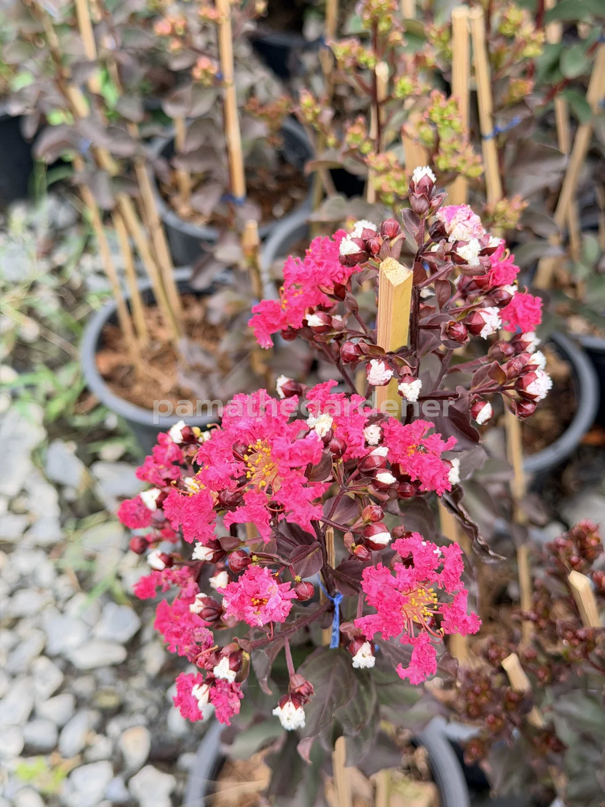 Crape Myrtle (8") - View 4
