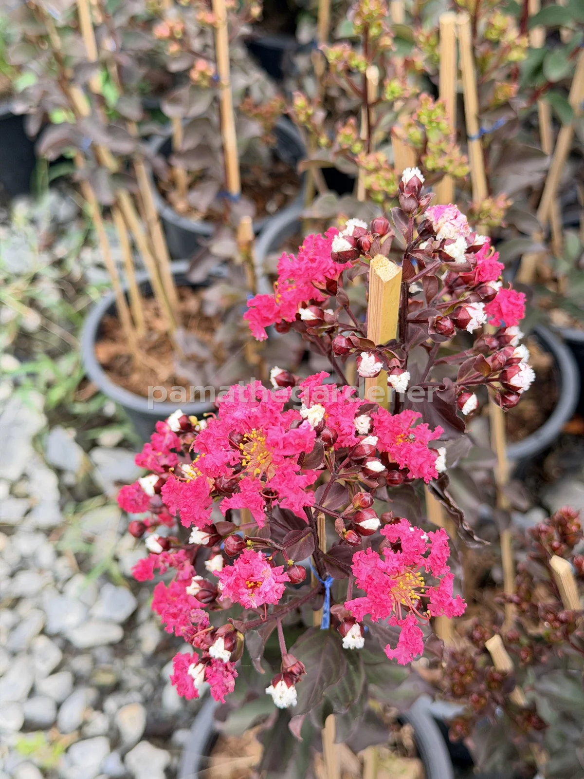 Crape Myrtle (8") - View 5