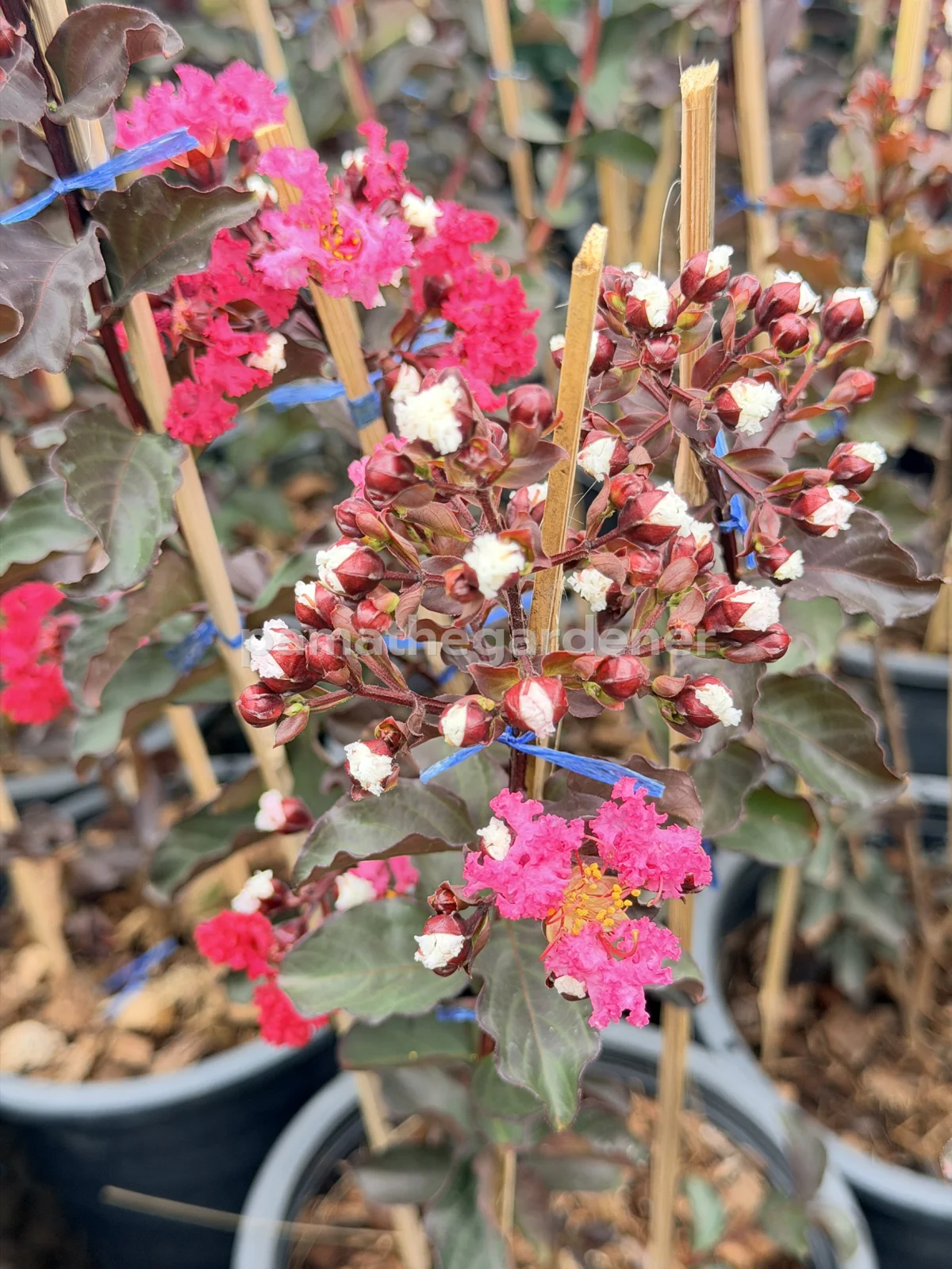 Crape Myrtle (8") - View 6