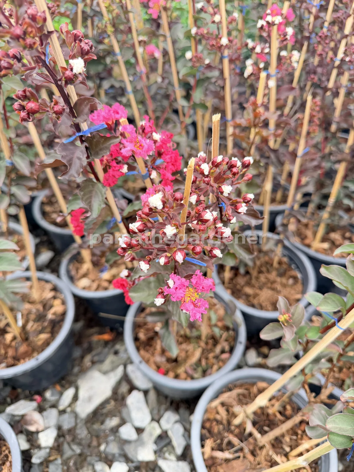 Crape Myrtle (8") - View 7