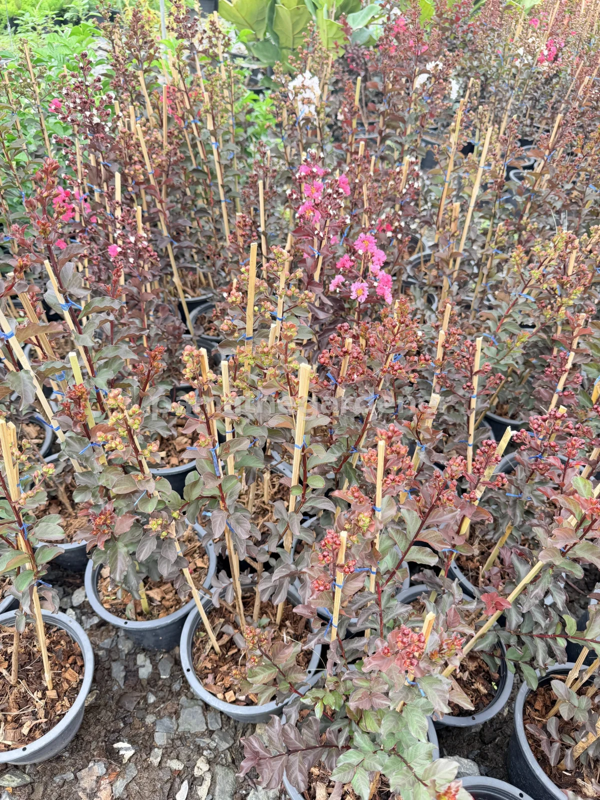 Crape Myrtle (8") - View 8