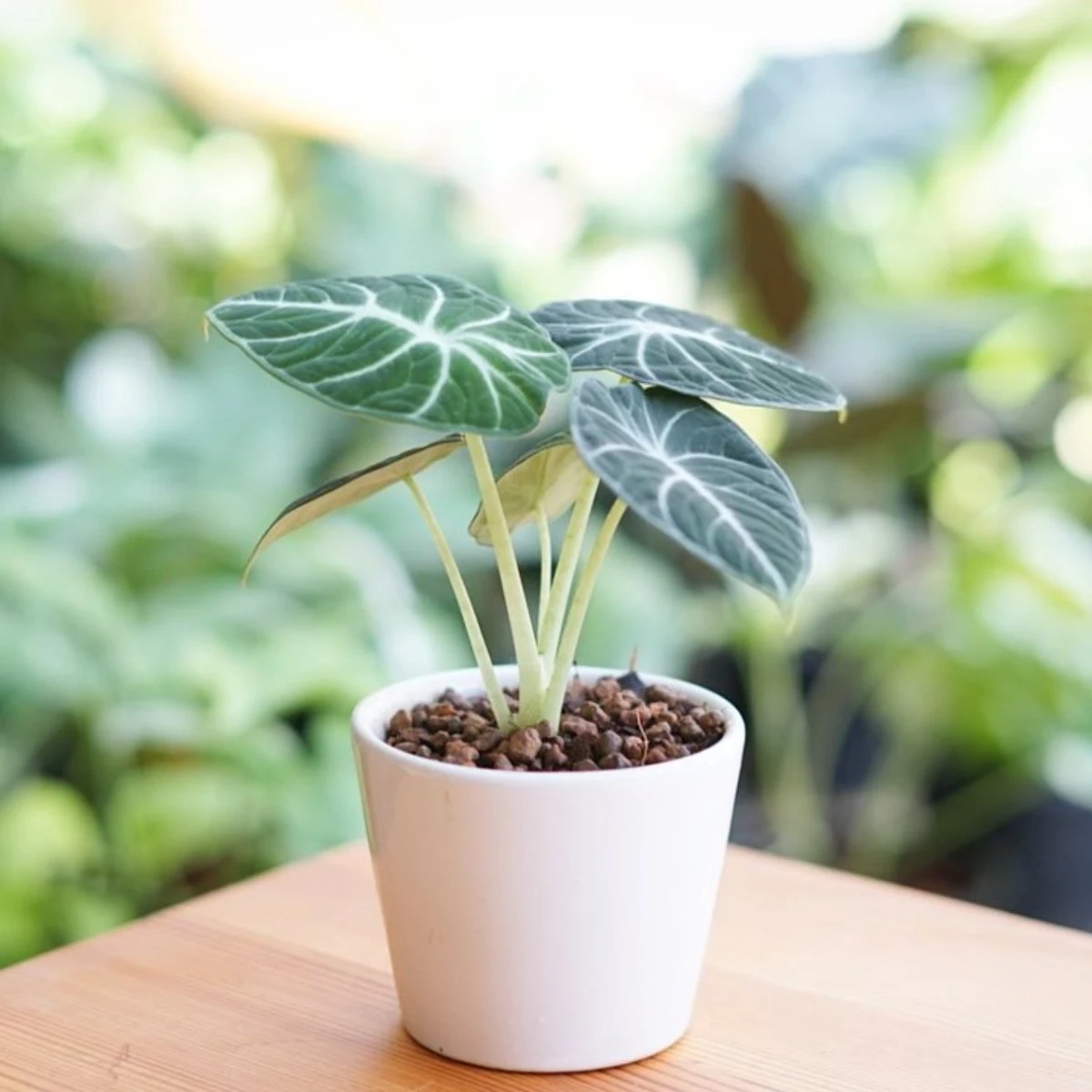 Image Slider
