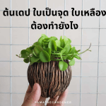 ต้นเดป ใบเป็นจุด ใบเหลือง ต้องทำยังไง