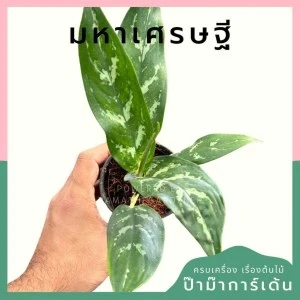 มหาเศรษฐี พร้อมกระถาง 3 นิ้ว