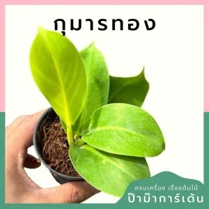 กุมารทองเรียกทรัพย์ กระถาง 3 นิ้ว