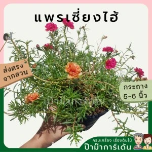 ต้นแพรเซี่ยงไฮ้ ไม้ดอก ไม้แดด ออกดอกตอนสาย
