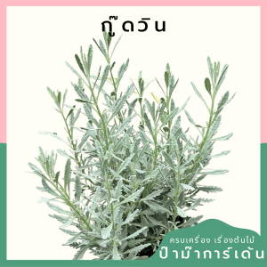 วาเวนเดอร์ สายพันธุ์ กู๊ดวิน กระถาง 6-8 นิ้ว