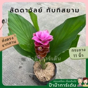 ลัดดาวัลย์ ทับทิมสยาม ส่งพร้อมถุงดำ ดอกสีชมพู สวยงาม