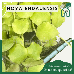 hoya endauensis โฮย่า ไม้แขวน ดอกส้ม