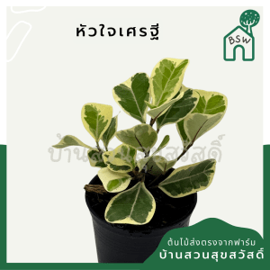 หัวใจเศรษฐี พร้อมกระถาง 3 นิ้ว