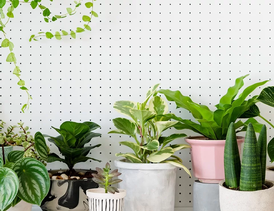 Image Slider