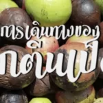 กว่าจะมาเป็นลูกตีนเป็ด