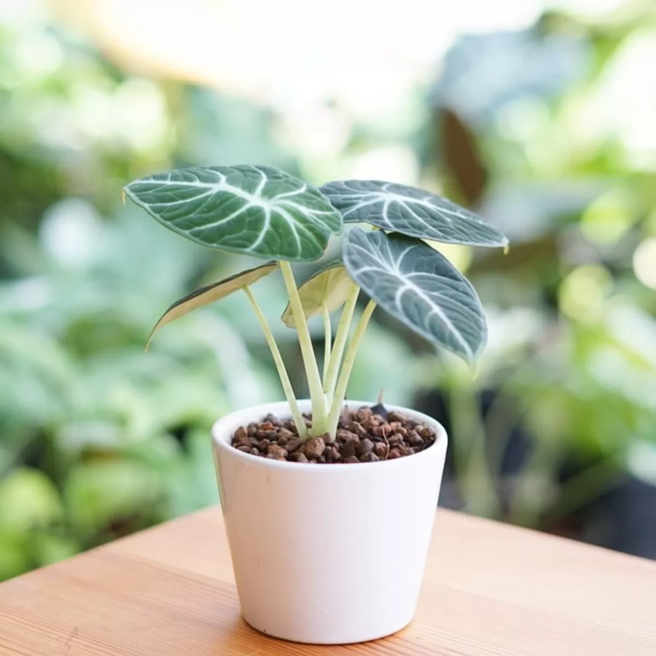 Image Slider