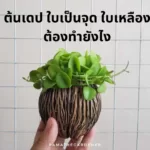 ต้นเดป ใบเป็นจุด ใบเหลือง ต้องทำยังไง