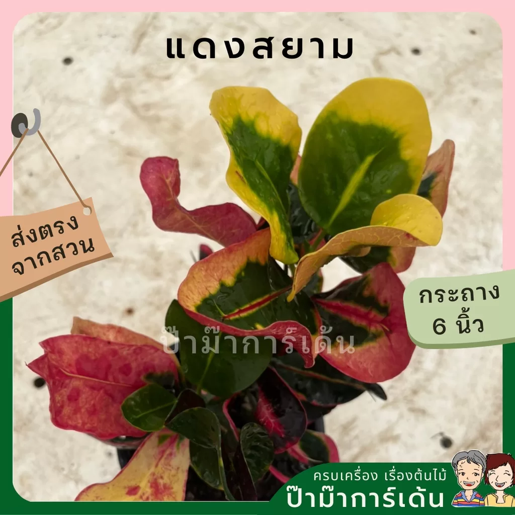 ginee_20240306160408691_1225399973.jpeg
