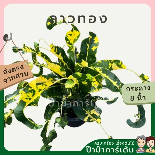 ginee_20240306185231089_2205713338.jpeg