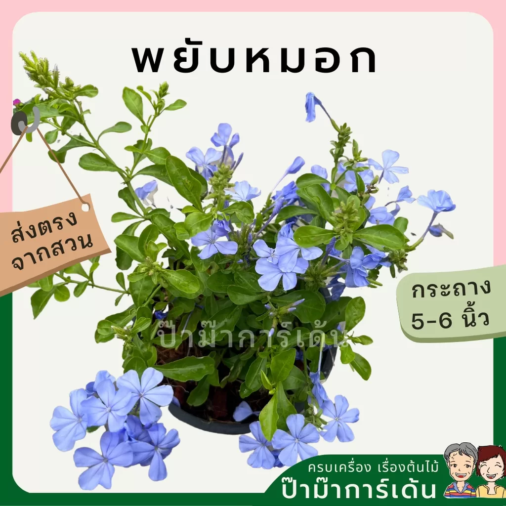 ginee_20240306201401291_6107783312.jpeg