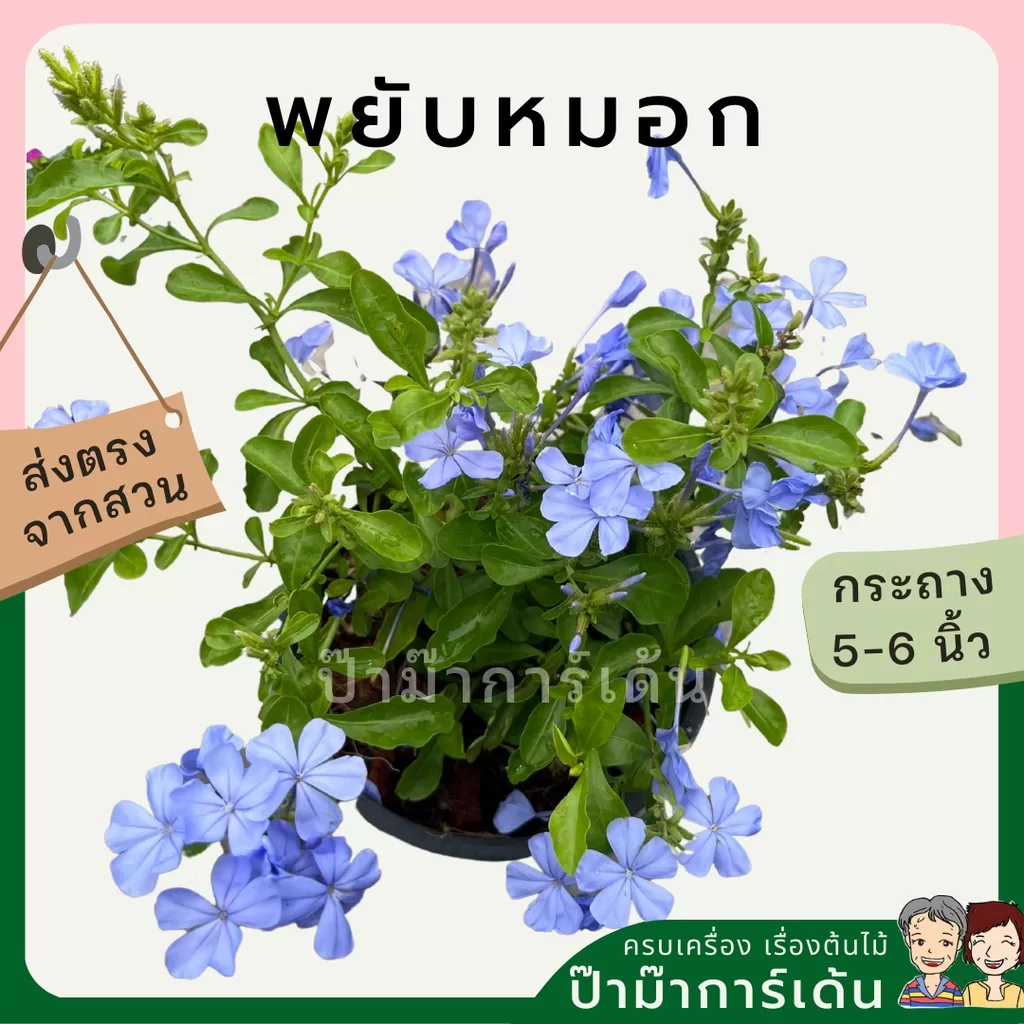 ginee_20240306201401355_9433868425.jpeg