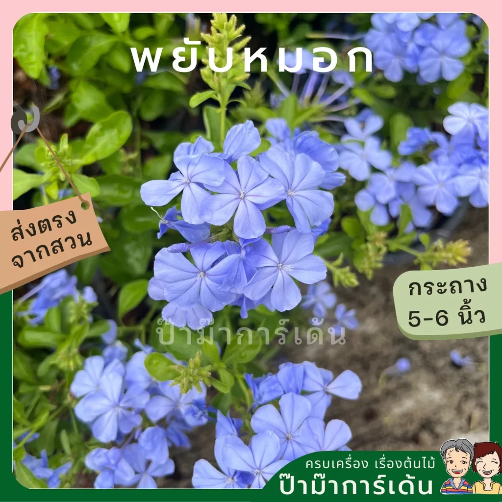 ginee_20240306201401397_8415536882.jpeg