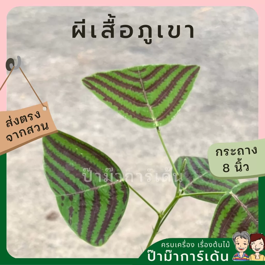 ginee_20240309161122247_7949092271.jpeg